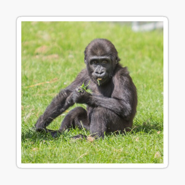 Baby Gorilla Sticker