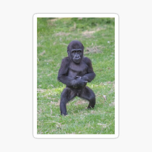 Baby gorilla standing on 2 legs Sticker