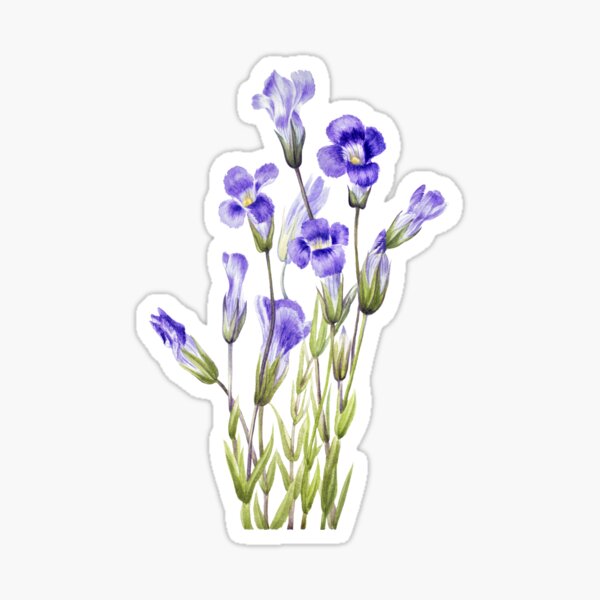 Pegatinas: Violeta De Genciana | Redbubble