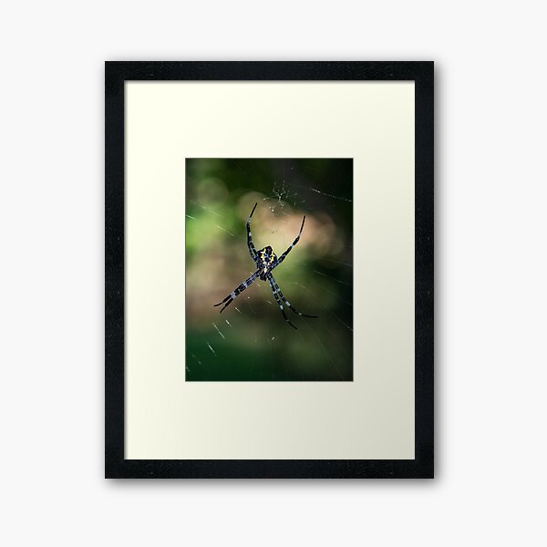 Cane Spider Framed Art Print