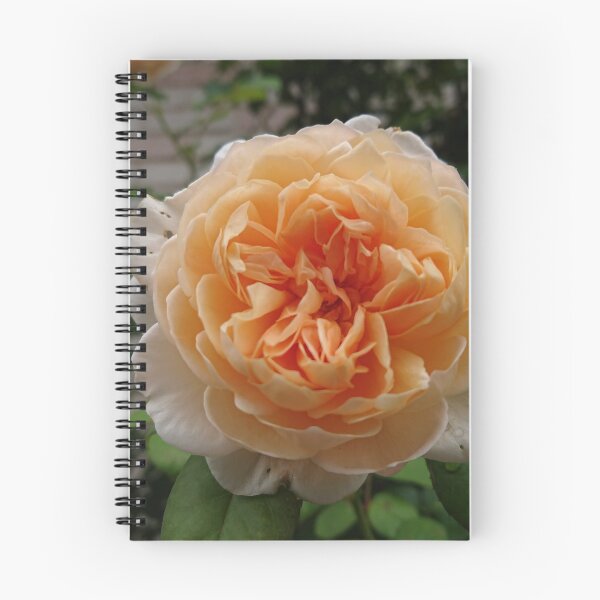 Item preview, Orange rose designed and sold by supernut.