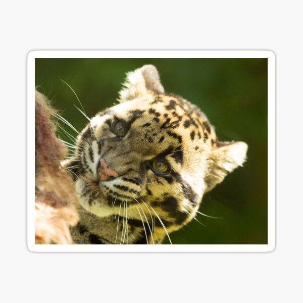Clouded Leopard Sticker