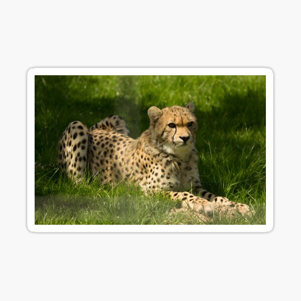 Cheetah Sticker