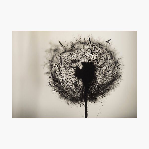 Dandelion birds (V2) Photographic Print