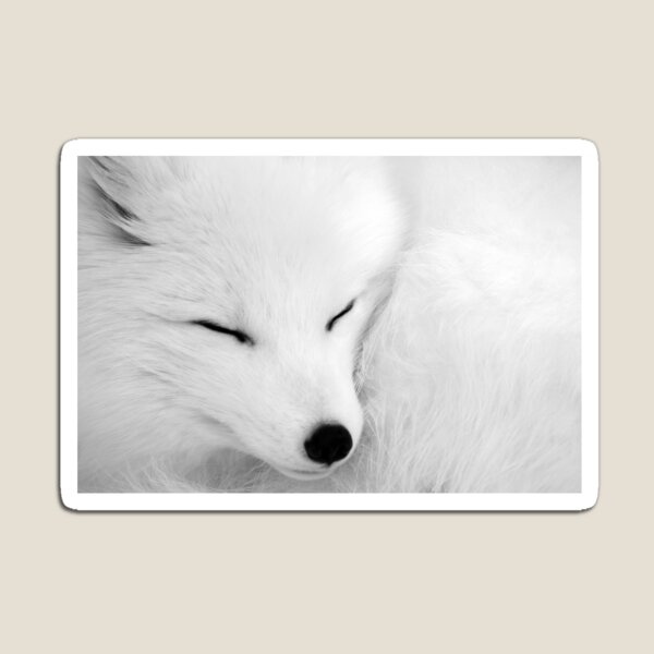Arctic White Fox Gifts Merchandise Redbubble - roblox arctic fox ears code