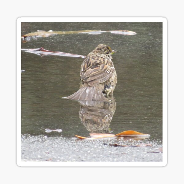 Golden Crowned Sparrow Taking a Bird Bath Sticker