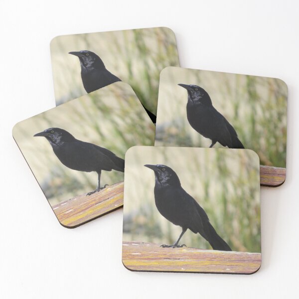 Item preview, Male Great-Tailed Grackle designed and sold by happynaturalist.