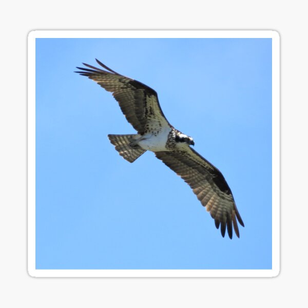 Osprey in Flight Sticker