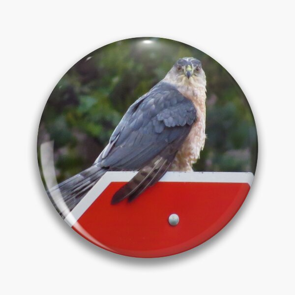 Item preview, Sharp Shinned Hawk on a Stop Sign designed and sold by happynaturalist.
