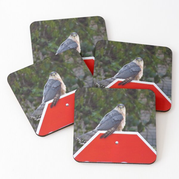 Item preview, Sharp Shinned Hawk on a Stop Sign designed and sold by happynaturalist.
