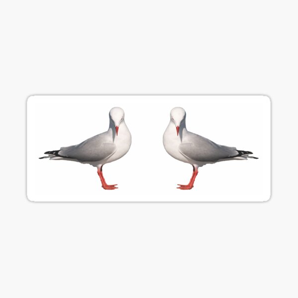 Silver Gull. Nature Mugs. Photo Art Sticker