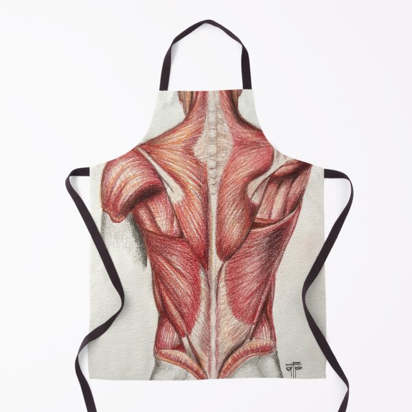 Item preview, anatomy designed and sold by Tereza Pilar  Art.