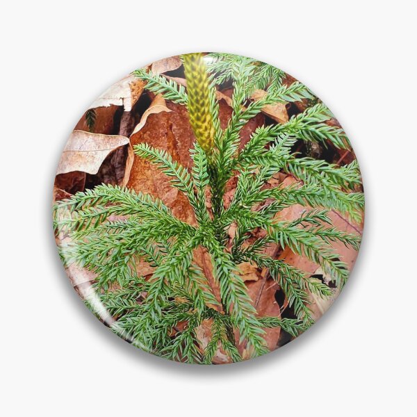 Item preview, Pine tree seedling designed and sold by C Schabowski.