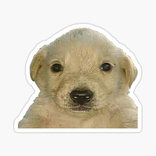 Item preview, Jotchua meme jotchua dog  designed and sold by romanticists.