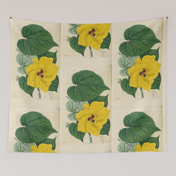 Item preview, Sydenham Edwards' Yellow Hibiscus  designed and sold by Lloyd Library & Museum.