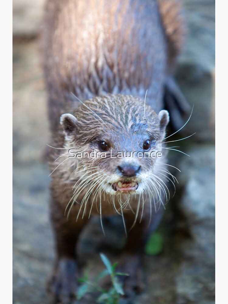 Otter by sandrafarrow