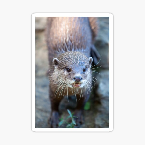 Otter Sticker