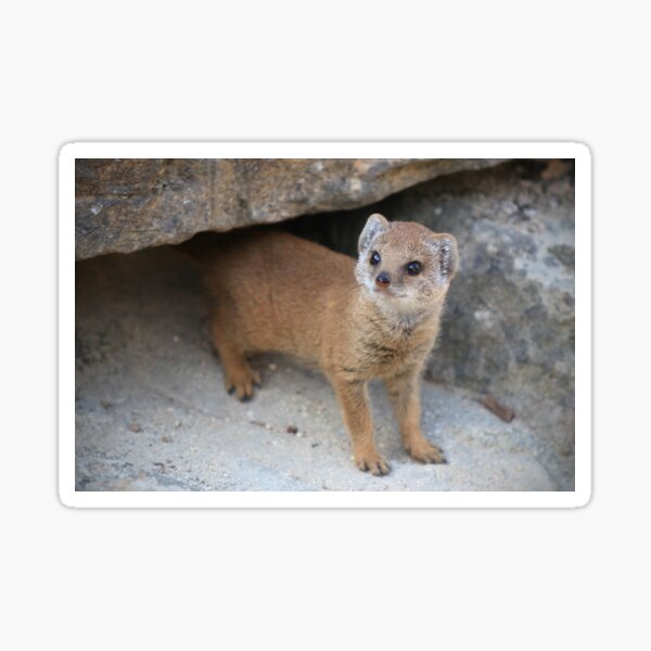 Baby Mongoose Sticker