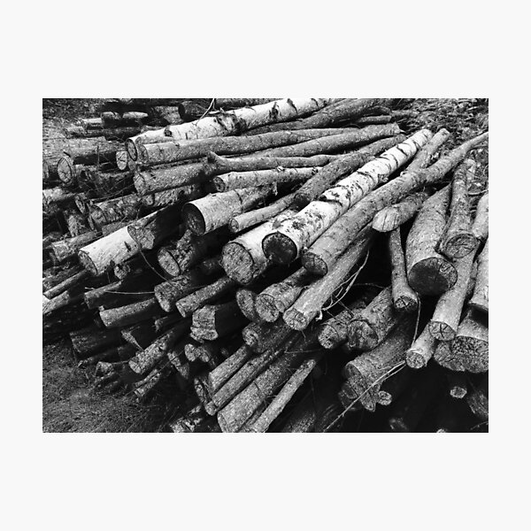 trunks Photographic Print