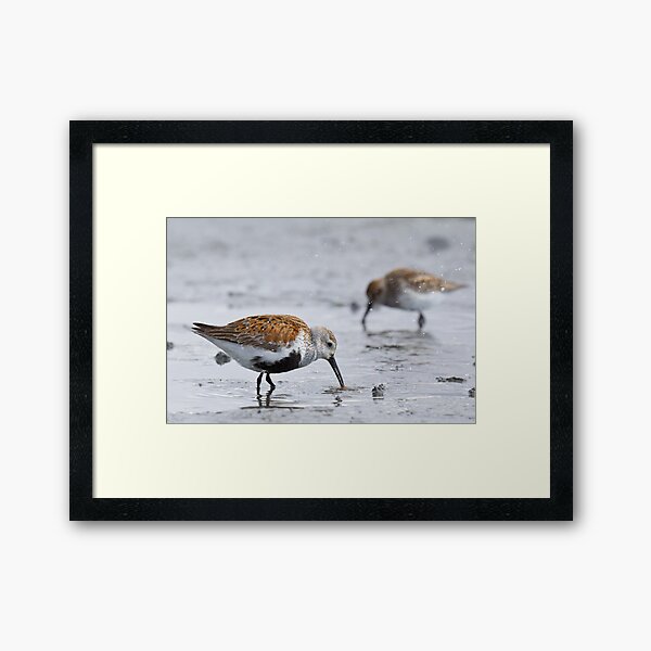 Dunlin Catch Framed Art Print