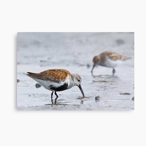 Dunlin Catch Metal Print
