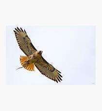 Red-tailed Hawk with Snake Photographic Print