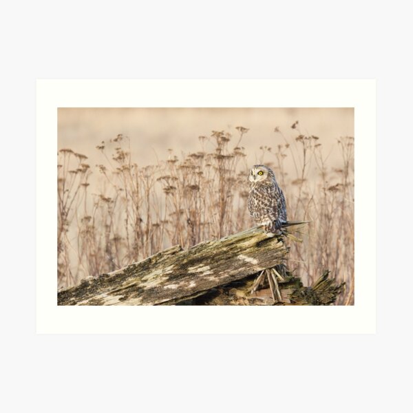 Short-eared Owl in Natural Sepia Art Print
