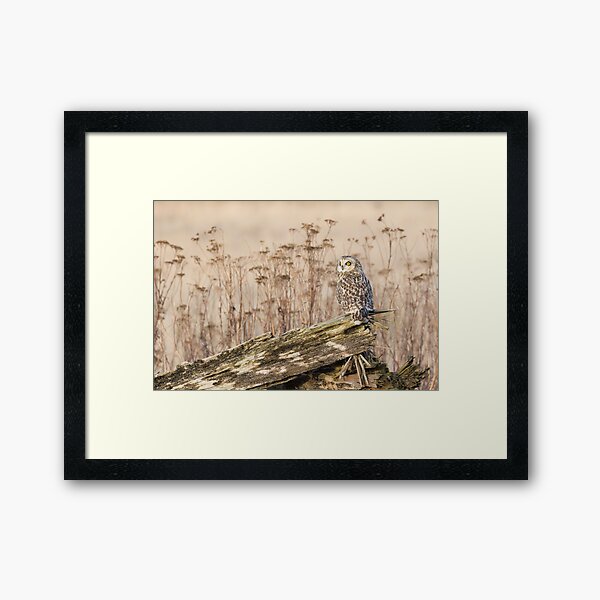 Short-eared Owl in Natural Sepia Framed Art Print