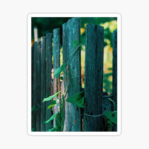 Morning Glory Vine Sticker