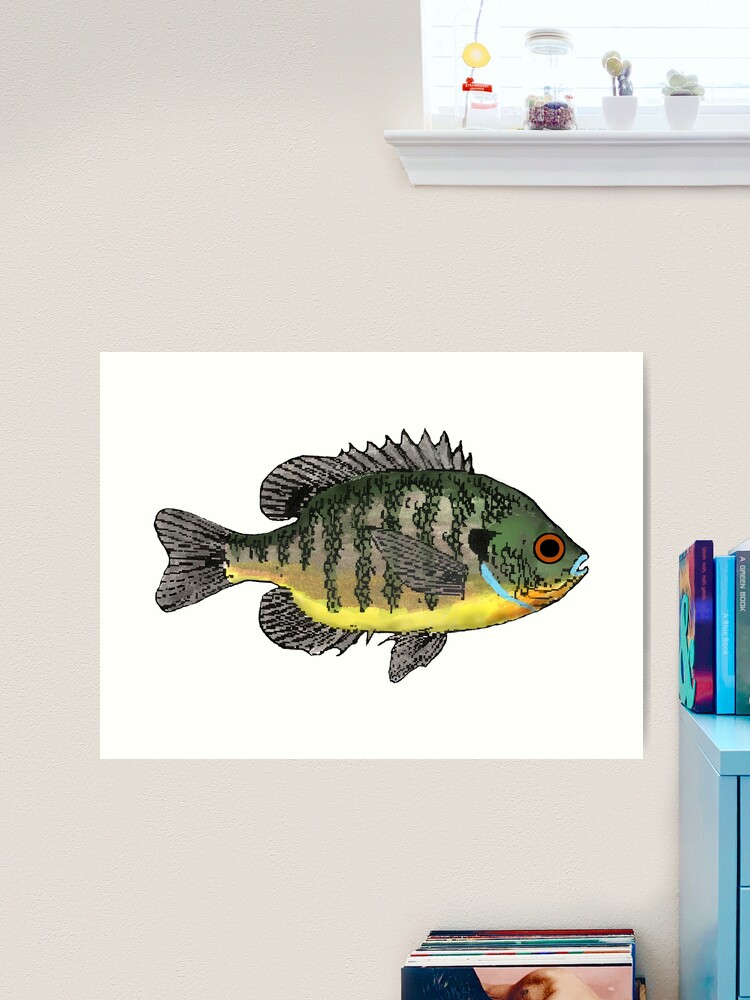 Bluegill Sunfish | Art Print
