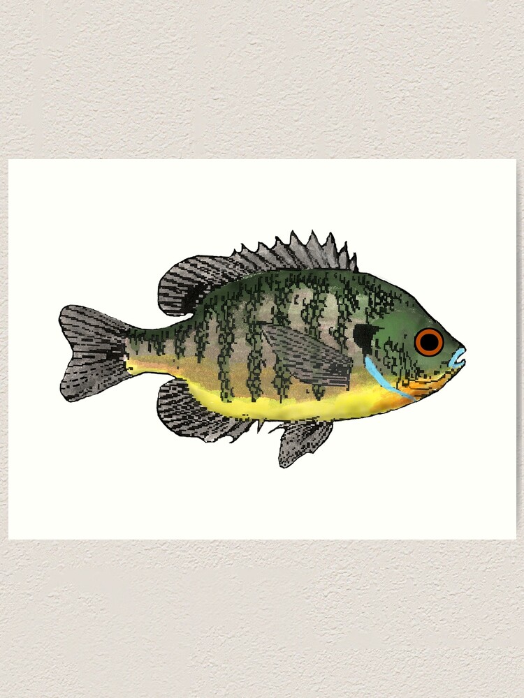 Bluegill Sunfish Art Print for Sale by fishfolkart