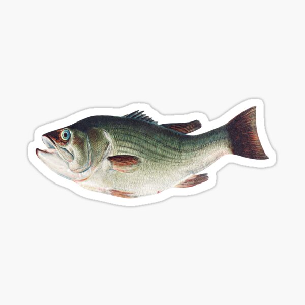 Rock Bass - Large Mouth Bass Sticker