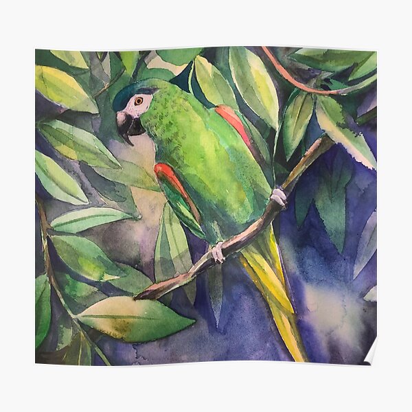 Poster Papagei Redbubble