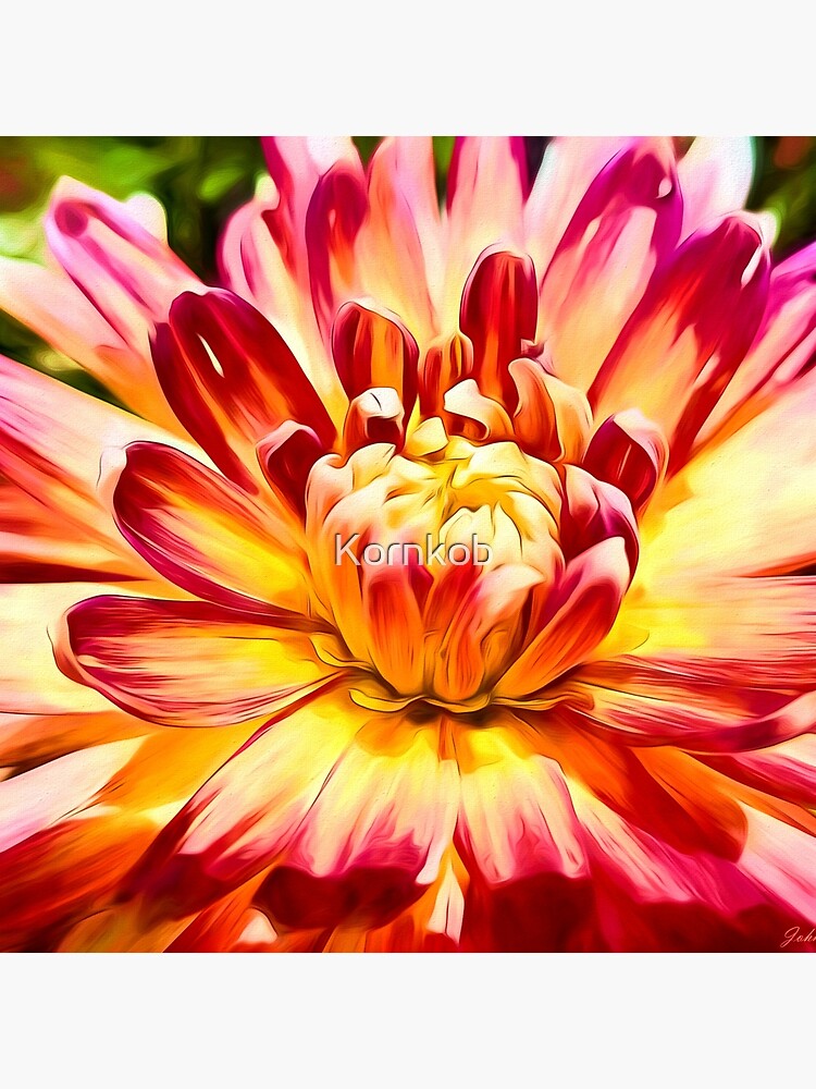 Red and Yellow Dahlia by JohnCorney