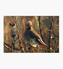 Bohemian Waxwing Photographic Print