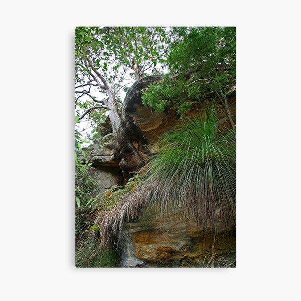 Item preview, Kuringai National Park, NSW, Australia designed and sold by Maggie Hegarty.
