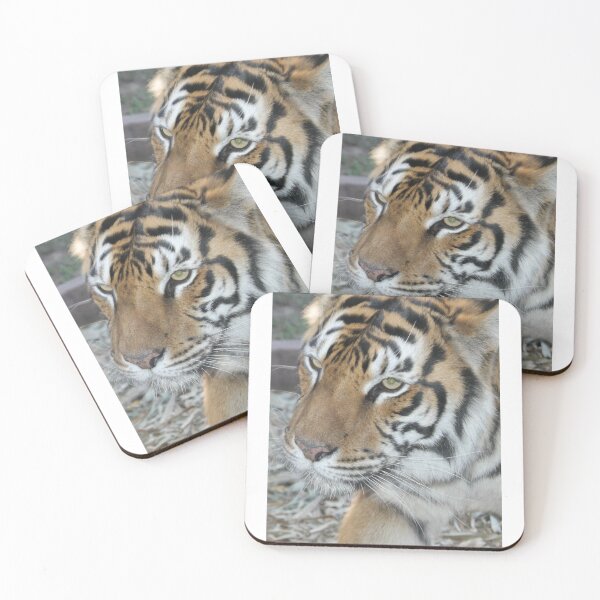 Item preview, Tiger at Australia Zoo, Queensland designed and sold by Studiopanda.