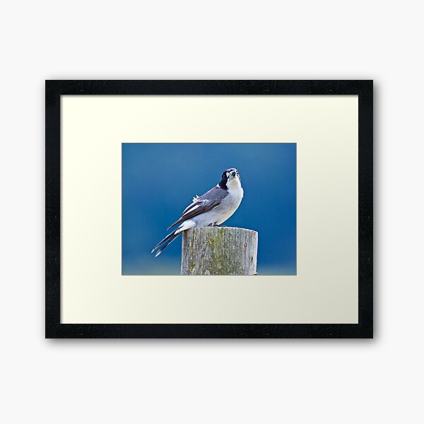 ARTAMIDAE ~ Grey Butcherbird by David Irwin ~ WO Framed Art Print