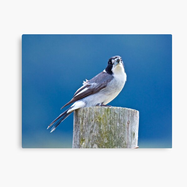 ARTAMIDAE ~ Grey Butcherbird WDGTC5F8 by David Irwin ~ WO Canvas Print