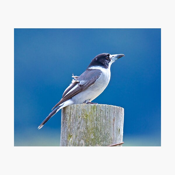 ARTAMIDAE ~ Grey Butcherbird by David Irwin Photographic Print