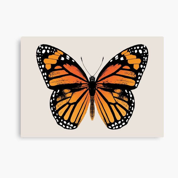 Monarch Butterfly | Vintage Butterflies | Canvas Print