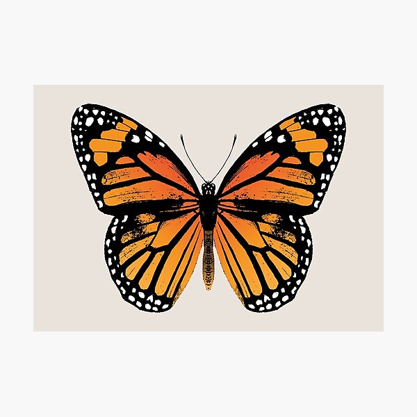 Monarch Butterfly | Vintage Butterflies | Photographic Print