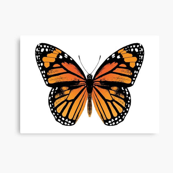 Monarch Butterfly | Vintage Butterflies |  Canvas Print