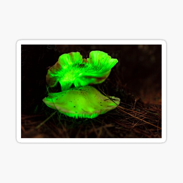 Item preview, Ghost Mushroom (omphalotus nidiformis) designed and sold by Johncarter73.