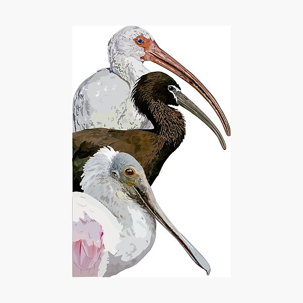 Vista previa del artículo con la obra «ibis y espatula», diseñado y vendido por obscurite.