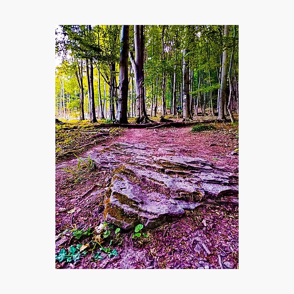 forrest Photographic Print