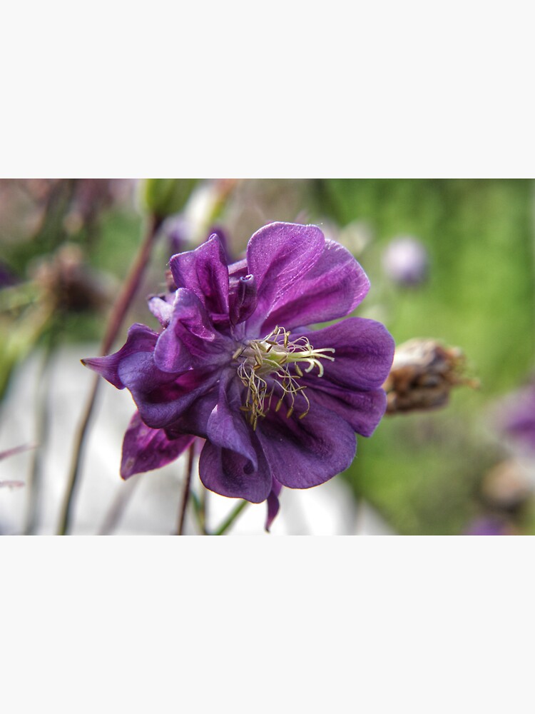 Summer meadow purple Aquilegia flower by hoxtonboy