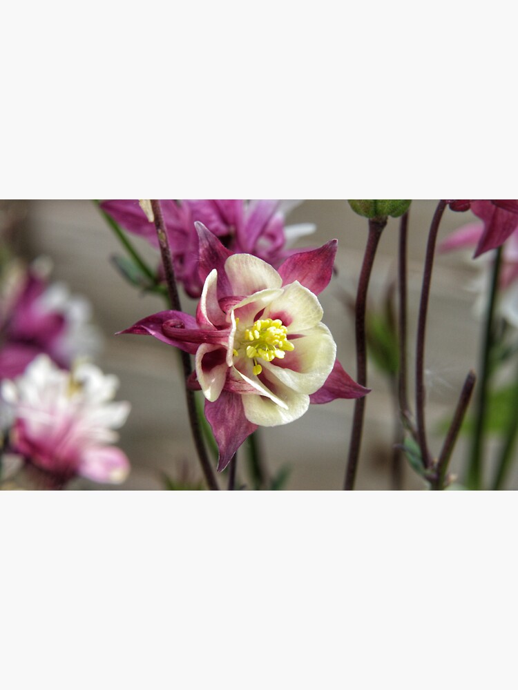 Summer meadow dark red/white Aquilegia flower by hoxtonboy