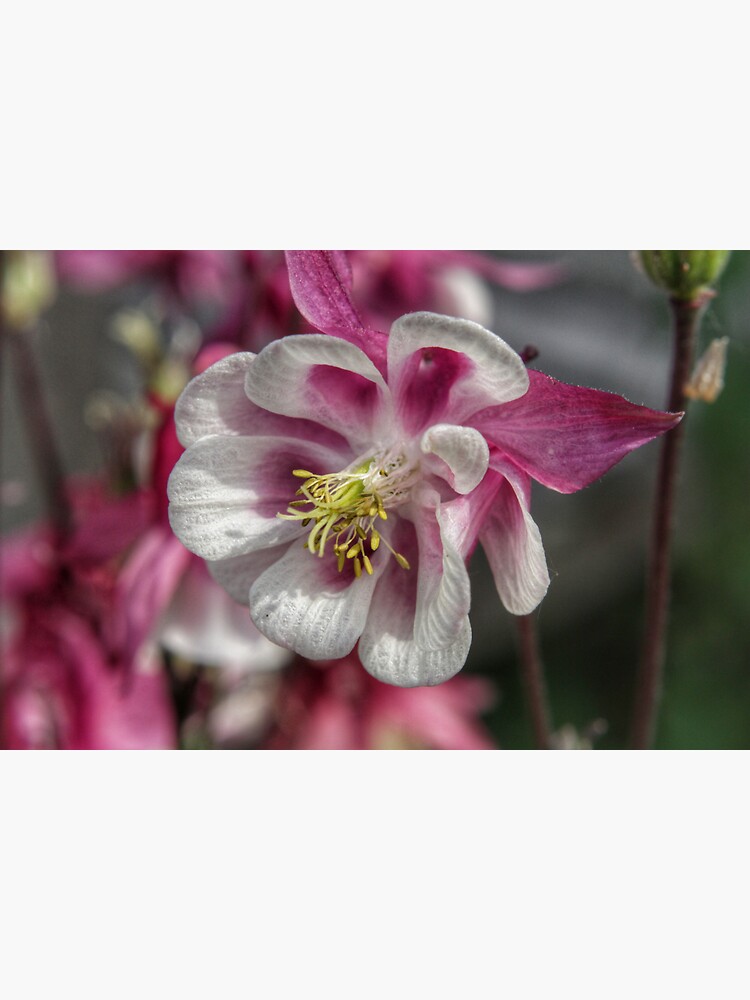 Summer meadow pink/white Aquilegia flower by hoxtonboy