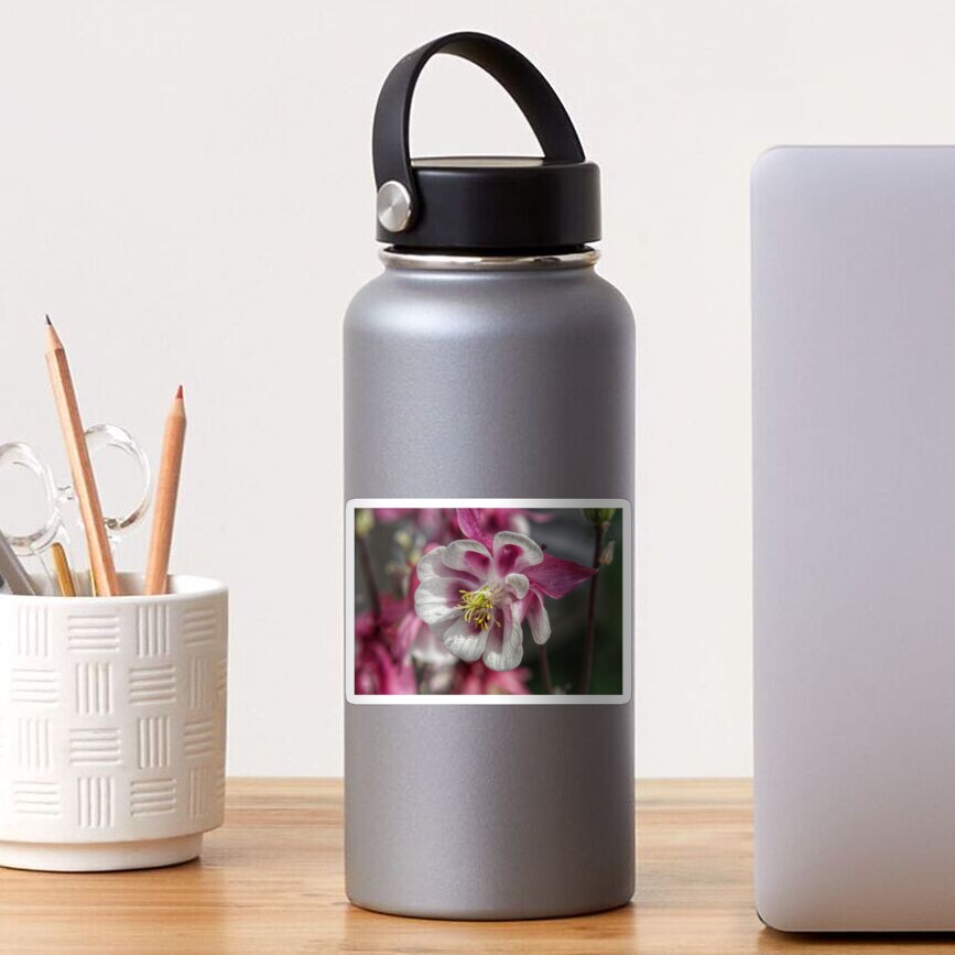 Summer meadow pink/white Aquilegia flower Sticker